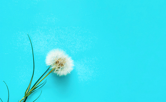 Creative blue background with white dandelions inflorescence. Concept for festive background or for project.Close-up,copy space