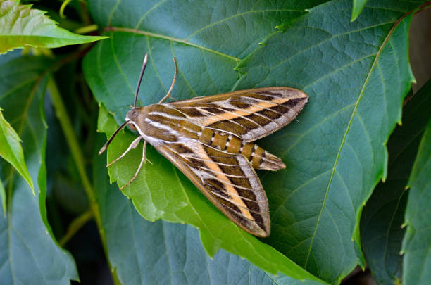 istock Big butterfly bedstraw hawk-moth, galium sphinx among green leaves 1202129288