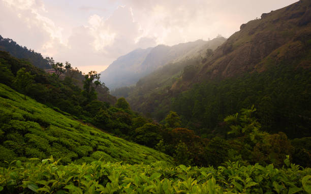 istock Tea plantation flanked by hills covered in forests under sunset sky. Munnar, India. 1202129293