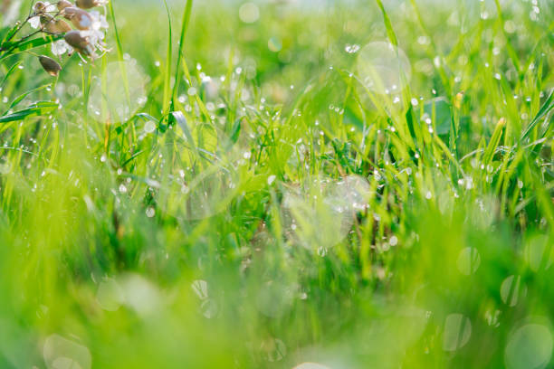 istock Fresh green grass with dew water drops in morning alps mountain meadow. 1202130655