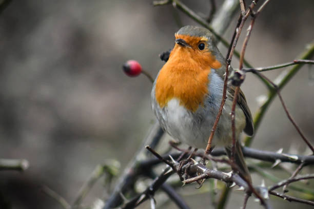 istock robin red breast with a winter background 1202131593