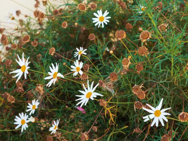 Photo of White and dry daisies grow on a green flower bed