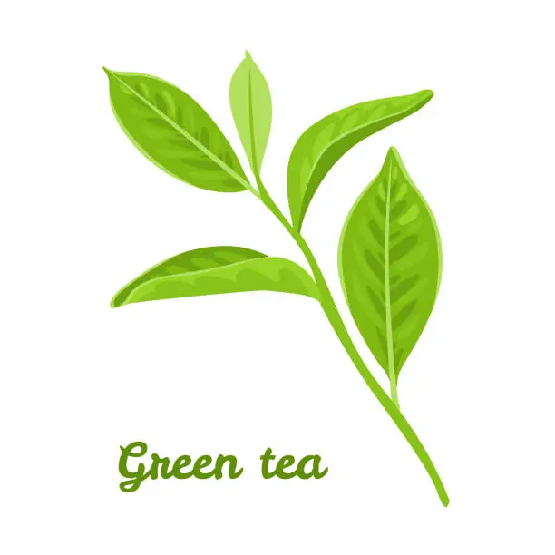 Vector illustration of Green tea leaves isolated on white background. Vector illustration of a plant in a flat cartoon style. Icon, logo, design element.