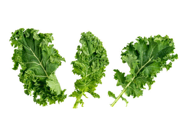 green leafy kale stock photo