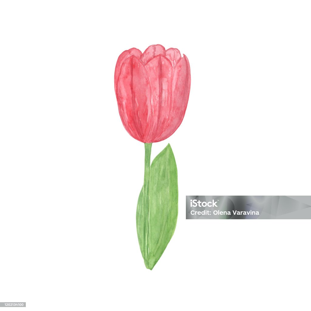 Một Bông Hoa Tulip Dịu Dàng Trên Nền Trắng Một Vật Thể Duy Nhất Vẽ ...