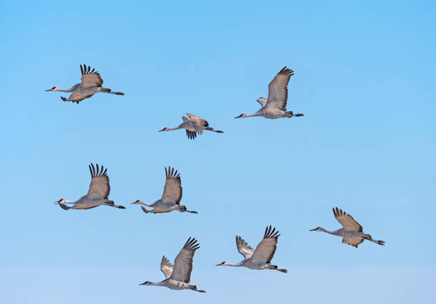 Flight of Sandhill Cranes on Migration Flight of Sandhill Cranes on Migration near the Platte River in Kearney, Nebraska kearney nebraska stock pictures, royalty-free photos & images