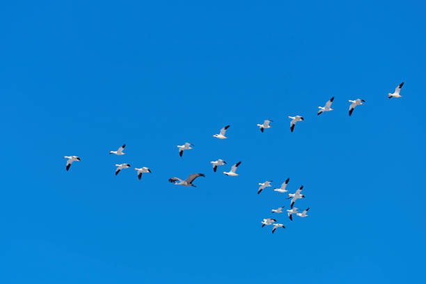 Sandhill Crane Flying with a Flock of Snowgeese Sandhill Crane Flying with a Flock of Snowgeese near the Platte River in Kearney, Nebraska kearney nebraska stock pictures, royalty-free photos & images