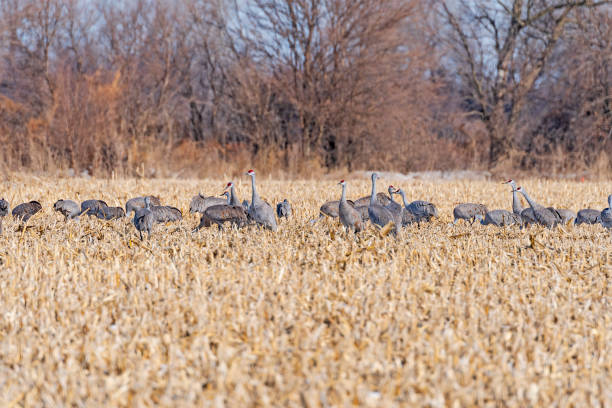 Sandhill Cranes Looking up from their Feeding in the Corn Fields Sandhill Cranes Looking up from their Feeding in the Corn Fields near the Platte River and Kearney, Nebraska kearney nebraska stock pictures, royalty-free photos & images