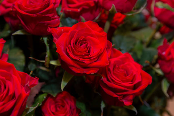istock Beautiful red roses in a bouquet. Flowers 1202135268