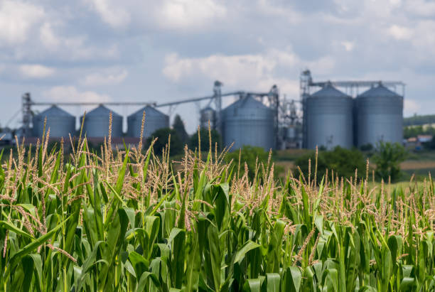 landwirtschaftliche silos. lagerung und trocknung von körnern - corn on the cob fotos stock-fotos und bilder