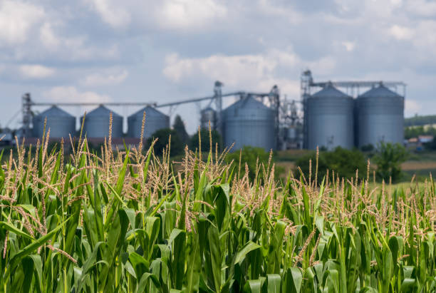 Agricultural Silos. Storage and drying of grains Silo in a corn field. Agricultural Silos. Storage and drying of grains. corn crop stock pictures, royalty-free photos & images