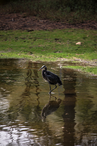 Beautiful brown heron standing in a lake with a nice reflection. Afternoon sun bright. Natural Park Woodland.