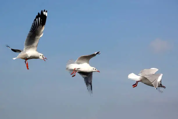 photo of flying seagull bird on beautiful sky background