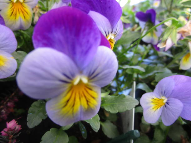 istock Bright Attractive Colorful Pansy Flowers 2019 1202137715