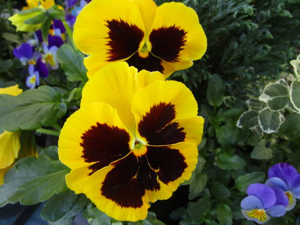 istock Bright Attractive Colorful Pansy Flowers 2019 1202137730
