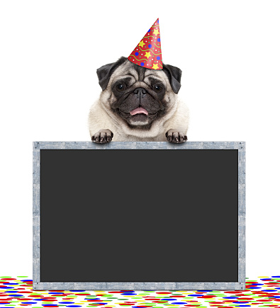 frolic fiesta de cumpleaños sonriente pug perro con sombrero y confeti y patas en signo de pizarra, aislado en fondo blanco photo