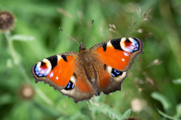 Peacock butterfly with a blurred green background The colourful butterfly with the green colours of a meadow in the background peacock butterfly stock pictures, royalty-free photos & images