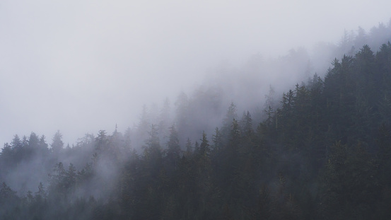 Trees in the mist, Oregon Coast.