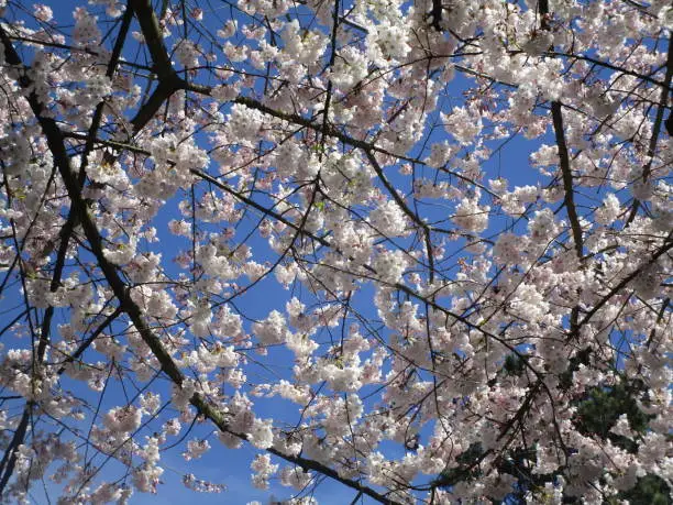 Pretty Cherry Blossom Flowers in Spring 2019
