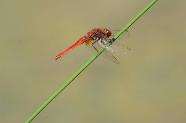 istock Red dragonfly on a green cane 1202142618
