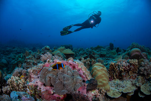 istock Orange-fin anemonefish and female diver - Palau, Micronesia 1202142643