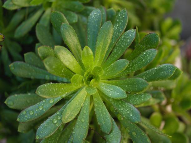 Green succulent plant closeup from above with water droplets in the sun