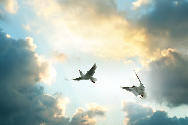 Two seagulls front of the sky