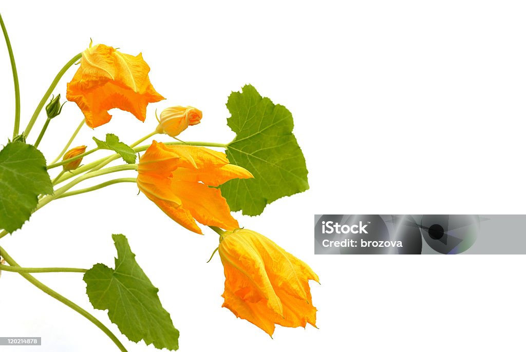 Squash flower and leaves isolated on white Beauty Stock Photo