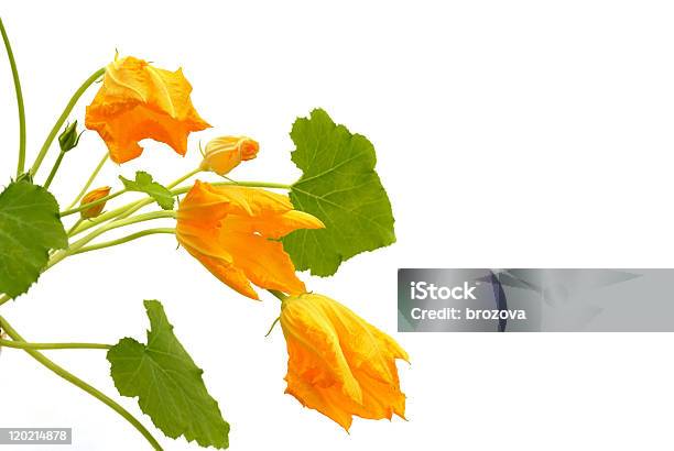 Squash Flower And Leaves Isolated On White Stock Photo - Download Image Now - Beauty, Blossom, Botany