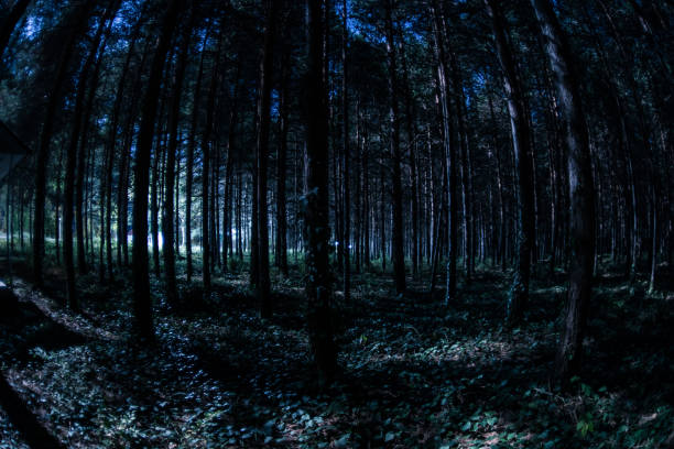 istock Magical lights sparkling in mysterious pine forest at night. 1202150560