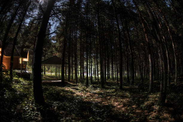istock Old spooky house at the pine forest at night. Horror Halloween concept 1202150564