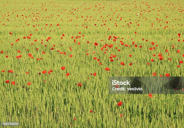 Foto de Campo De Verão e mais fotos de stock de Abril - Abril, Agricultura, Ajardinado