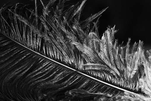 Close-up black and white photograph of an ostrich feather.