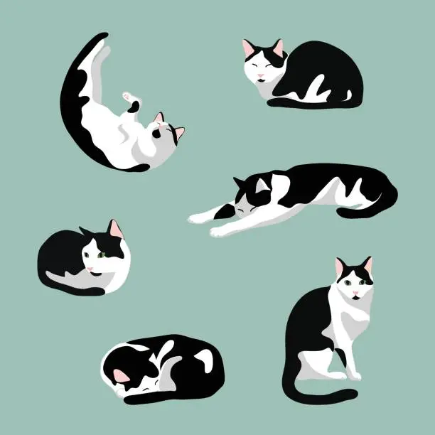 Vector illustration of Set of cute cat in various poses: sleeping, sit, stretching. Black and white cat with green eyes  isolated on blue  background. Stock vector illustration in flat style.