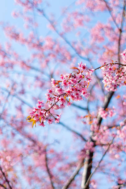 istock pink blossom sukura flowers on a spring day 1202153594