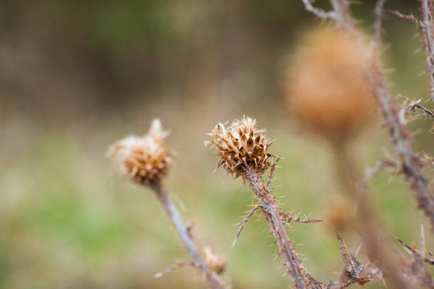 Closeup on the dry grass in early spring