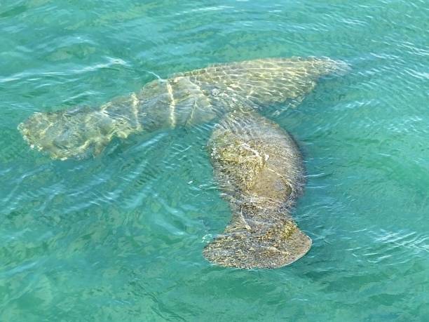 istock Manatees (Trichechus) - swimming in a Florida lagoon 1202156339