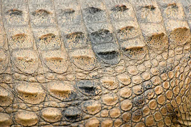 Closeup of freshwater crocodile texture, scientific name is Crocodylus johnsoni.