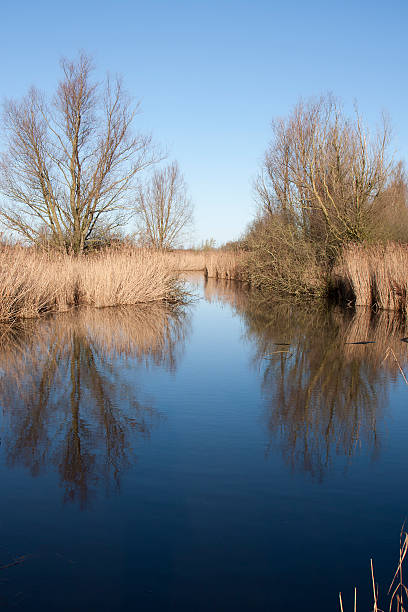 istock Oostvaardersplassen nature reserve (the Netherlands) 120215964