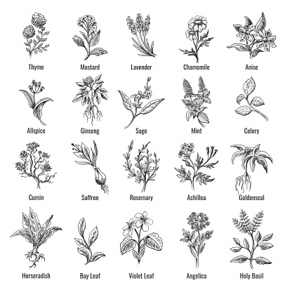 Botanical herbs sketch. Vintage botanical herb and flower hand drawn set, botanic wild herbs plants drawings vector illustration isolated on white background