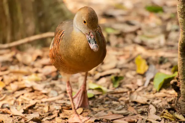 Plumed whistling duck, scientific name is Dendrocygna eytoni.