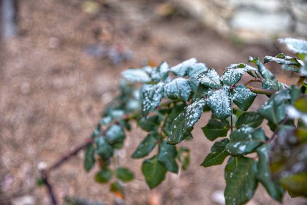 Photo of Snow on top green leaf.