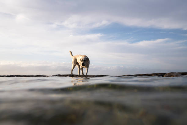 istock Dog by the sea 1202167296