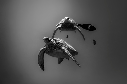 Black and white photo of Sea Turtles, Oahu Hawaii