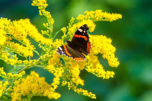 Photo of flower of Solidago commonly called goldenrods comes from North America including Mexico native to South America and Eurasia Butterfly Vanessa atalanta the red admiral or previously the red admirable