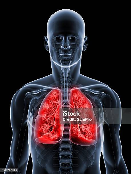 Detaillierte Lunge Illustrationen Stockfoto und mehr Bilder von Atemwege - Atemwege, Biologie, Blau