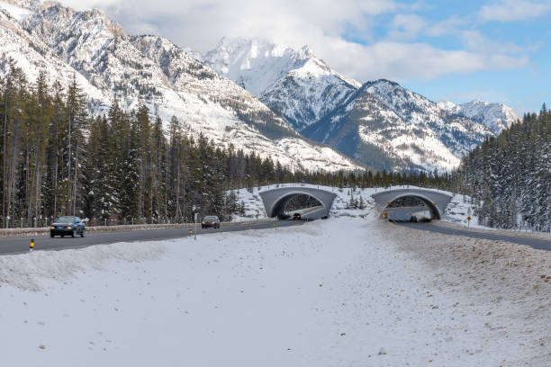 istock Animal Overpass on the Trans Canada Highway 1202170360