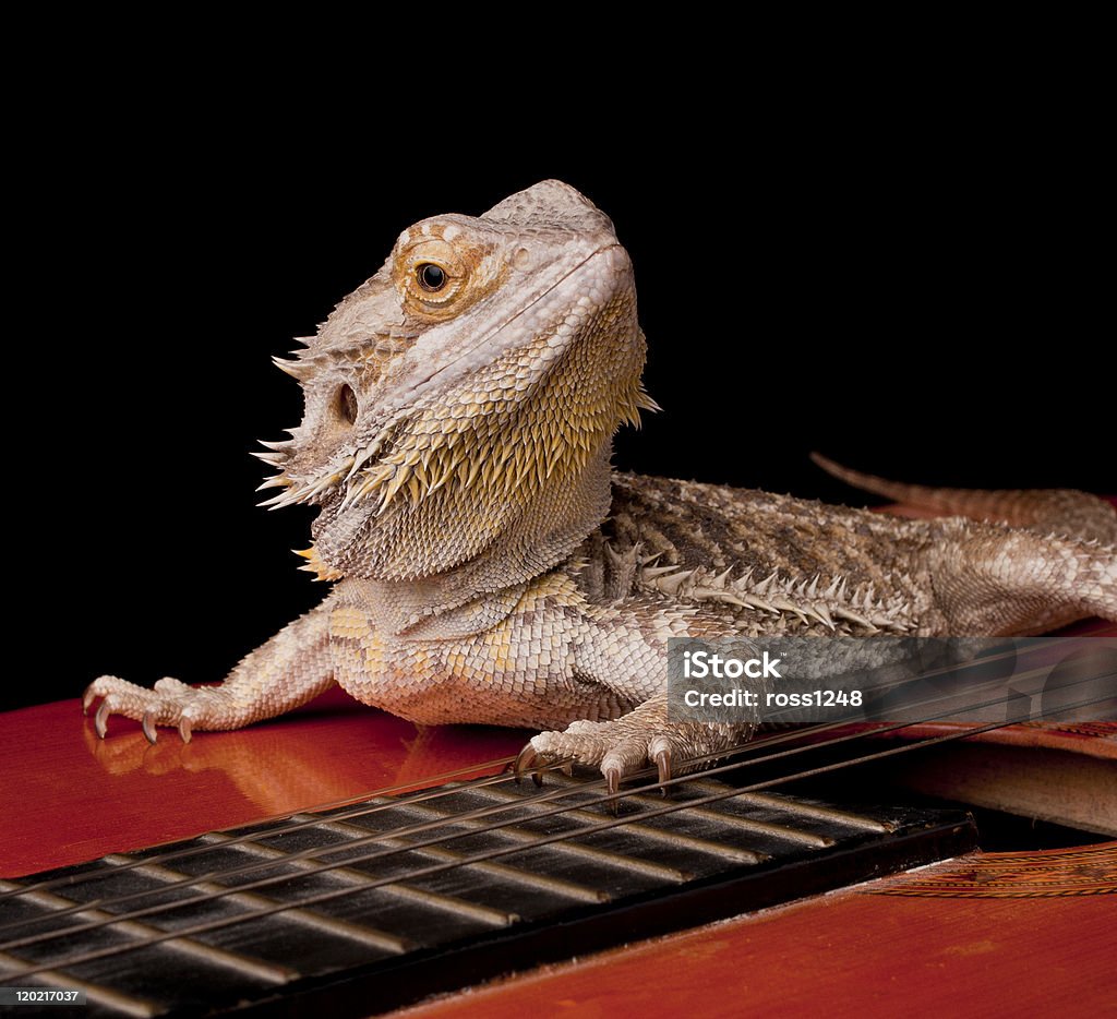Dragon Guitar Royalty-Free Images, Stock Photos & Pictures