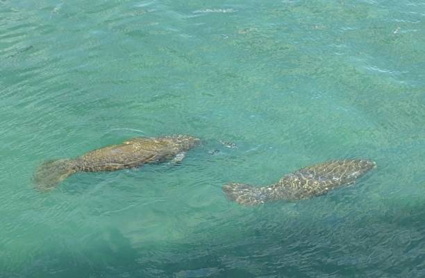 istock Manatees (Trichechus) - swimming in a Florida lagoon 1202170671