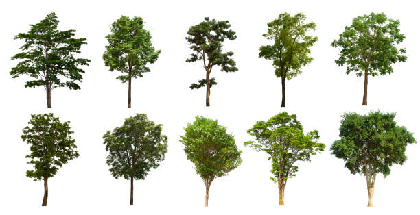 istock isolated tree set is located on a white background. Collection of isolated tree on white background 1202170858